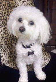 Maltipoo 4 year old female