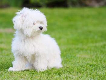 white Maltipoo shaker syndrome
