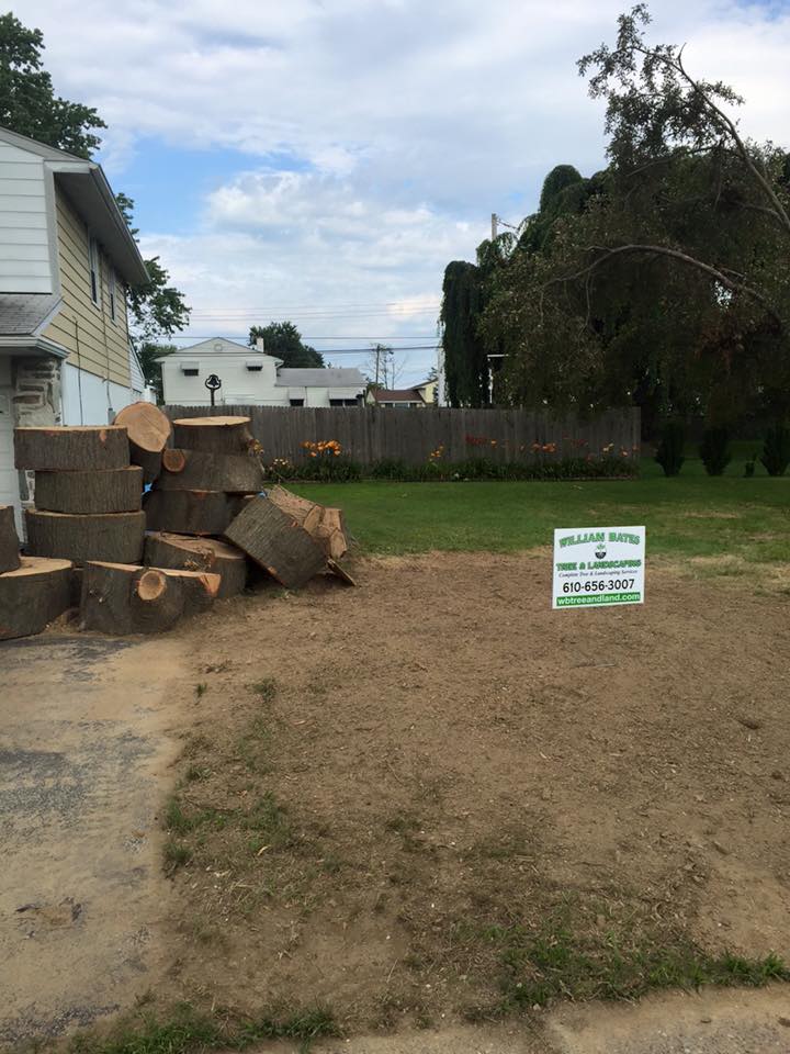 Tree Removal Near Me