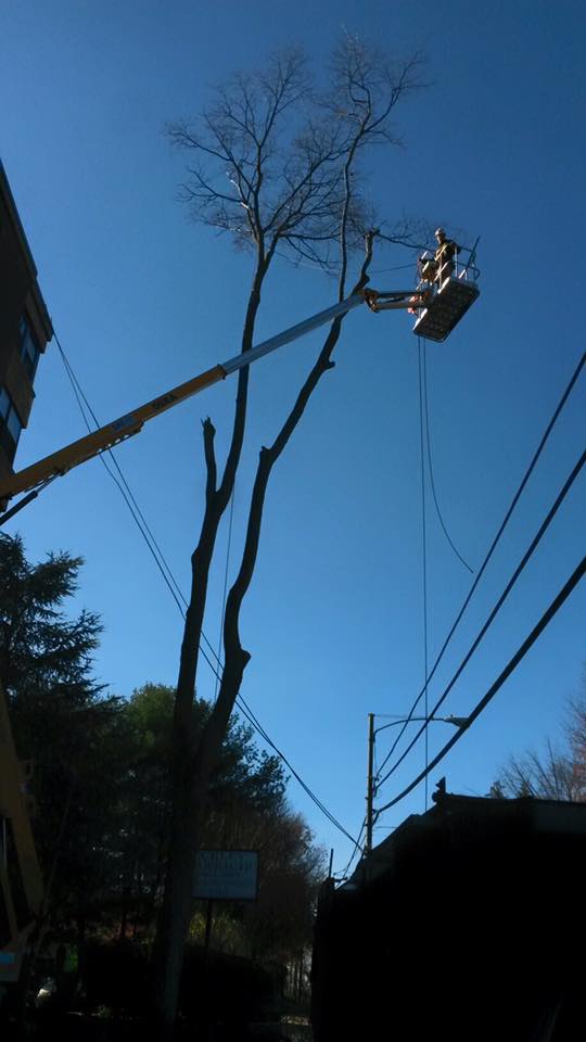 Tree Trimming Near Me