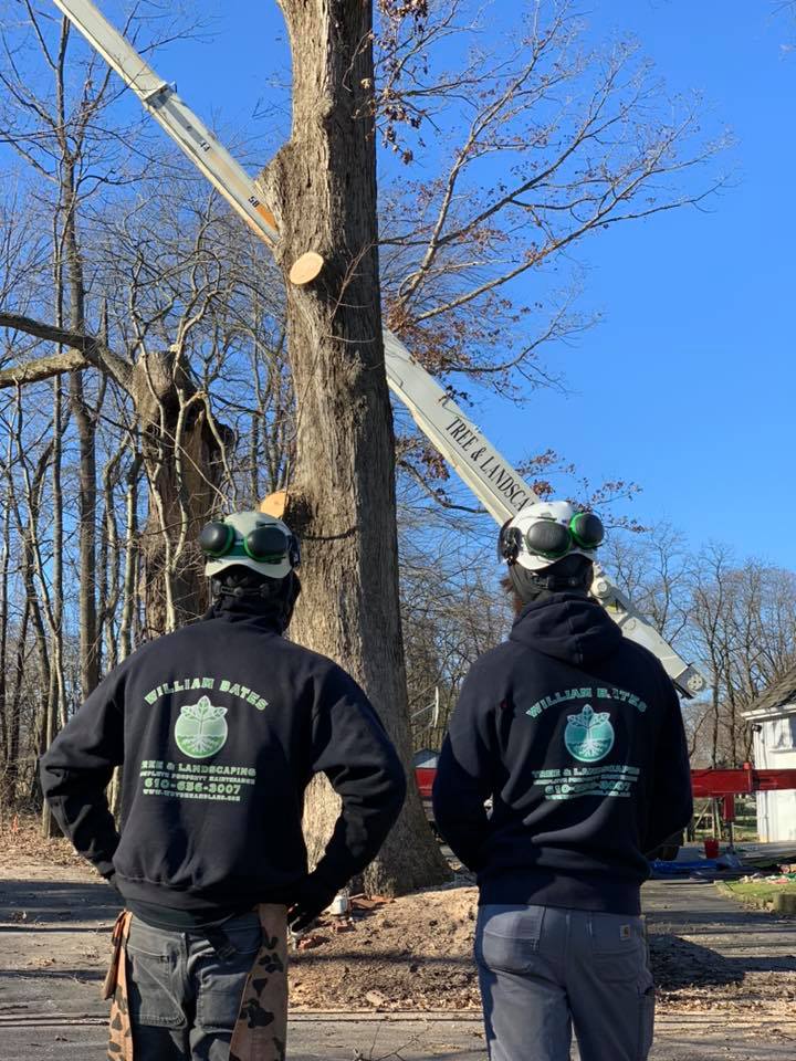 William Bates Tree Service Chester County