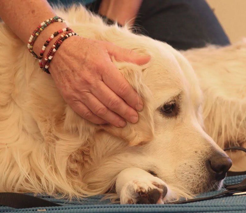 Golden Retriever receiving Ear TTouch to promote calmness and relaxation