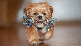 Puppy training in Reigate, Crawley and surrounding areas