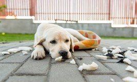 Dog behaviourist covering Surrey, Sussex and Kent