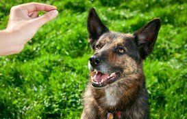 Dog training in Horley and surrounding areas