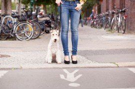 Dog training in Redhill and surrounding areas