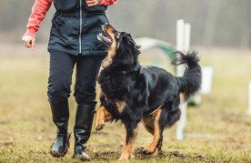 Dog training in Crawley and surrounding areas