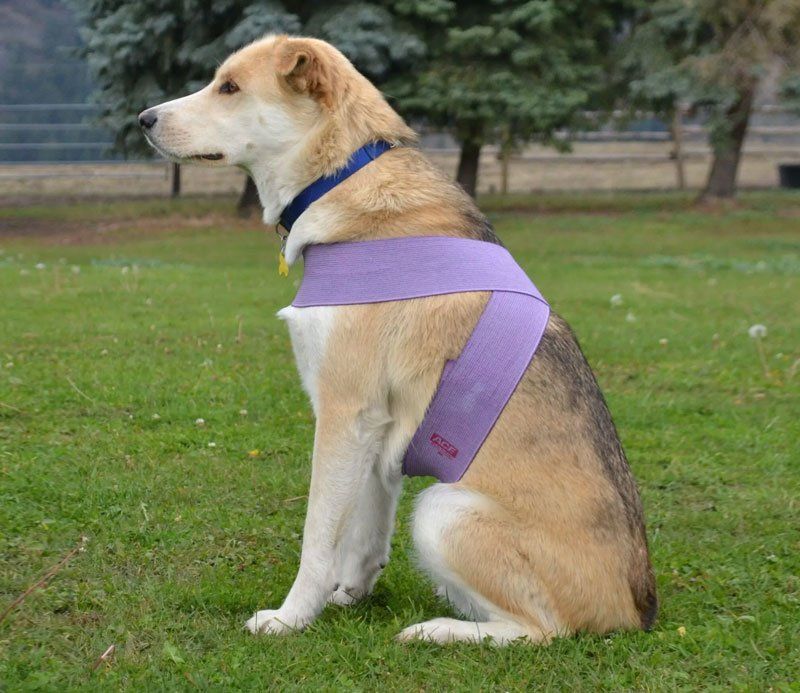 Tellington TTouch Body Wrap to help with anxiety, noise sensitivities and more.