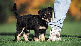 Puppy training in Horley, Redhill, and surrounding areas