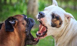 Dog behaviourist covering Horley, Redhill, East Grinstead and surrounding areas