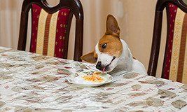Dog behaviourist in Crawley, Reigate, Horley and surrounding areas.