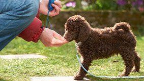 Puppy training in Horley, East Grinstead and other areas.