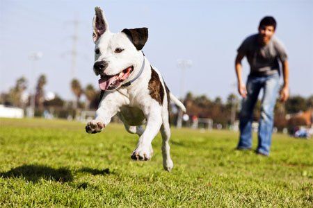 Dog Training