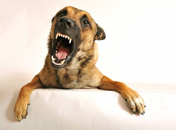 Dog behaviourist