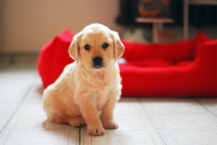 Puppy Training