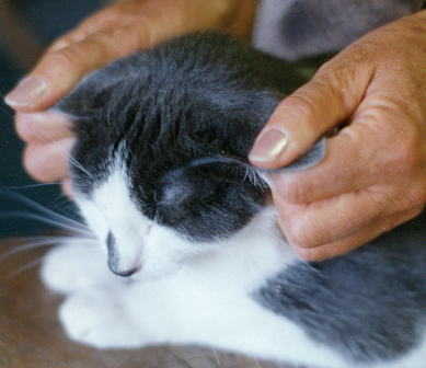 Ear TTouch on a cat to reduce stress