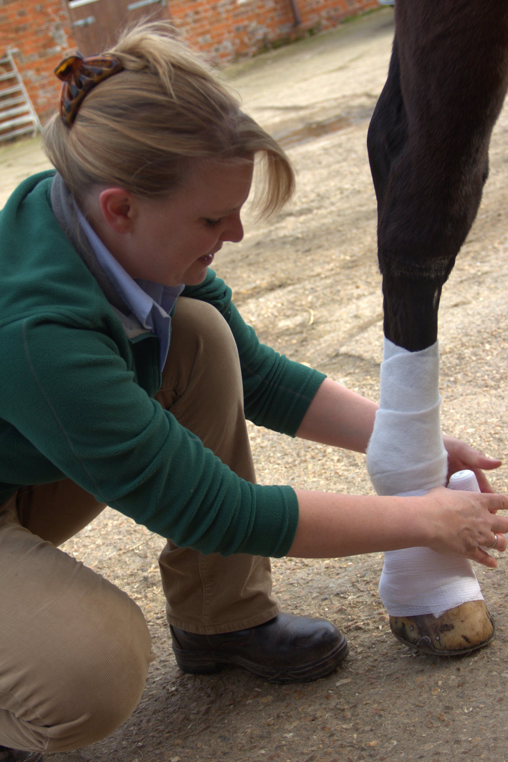 equine vets