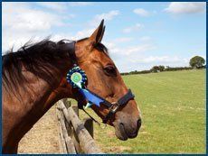 horse