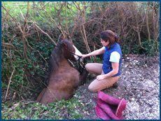 vet services for horses