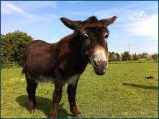 Donkey