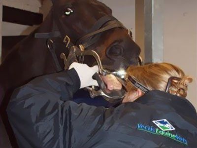 equine dentistry