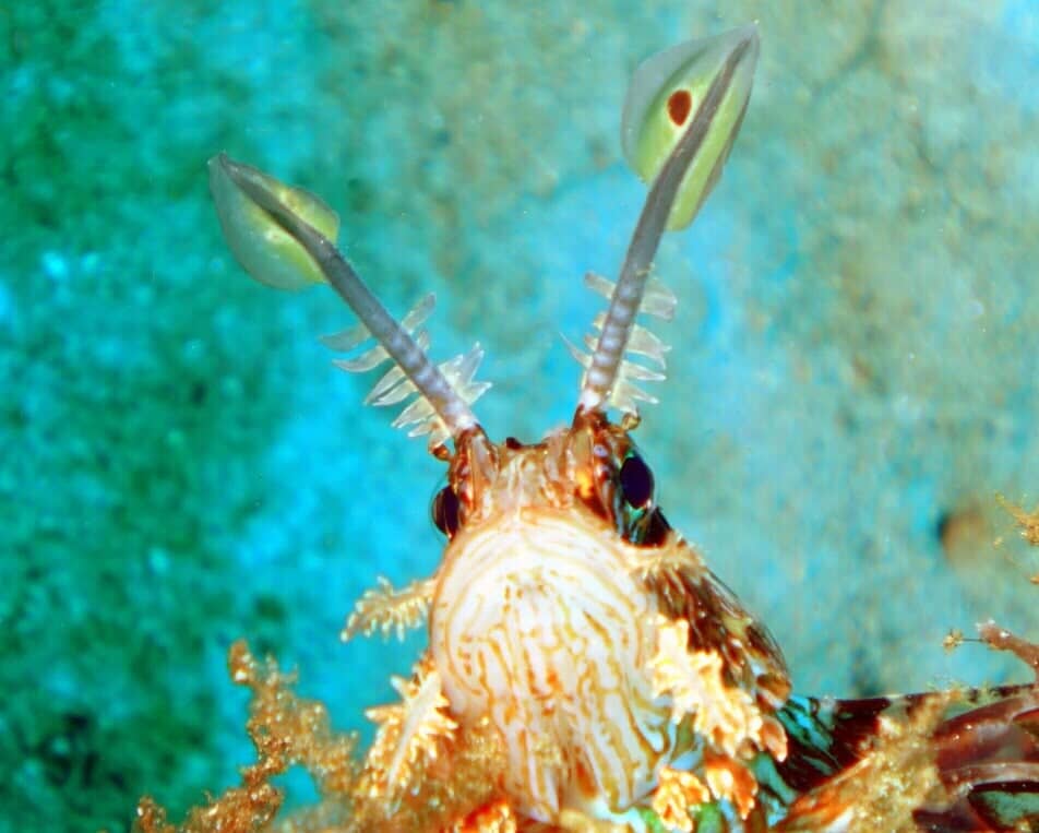 Underwater Creatures — Scuba Diving Vacations in Colleyville, TX