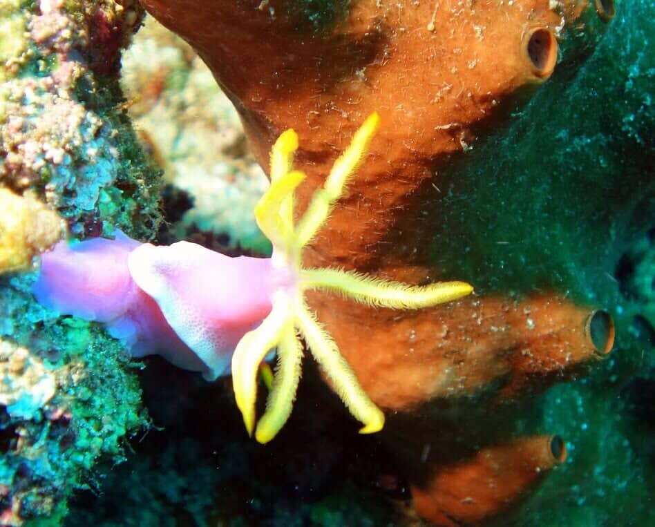Sea Anemone — Scuba Diving Vacations in Colleyville, TX