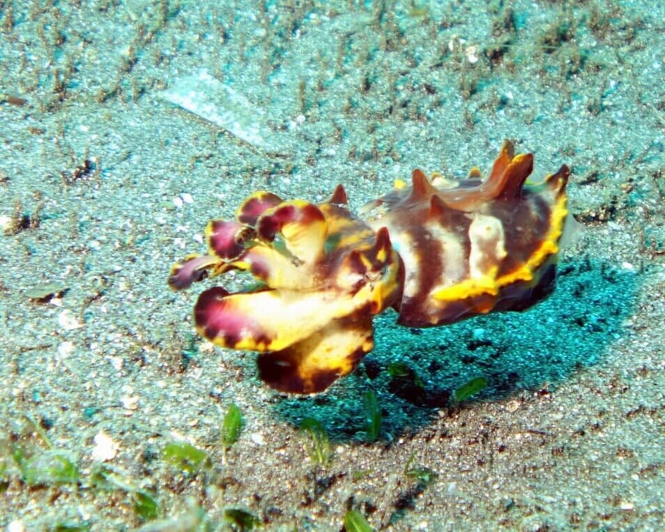Small Fish — Scuba Diving Vacations in Colleyville, TX