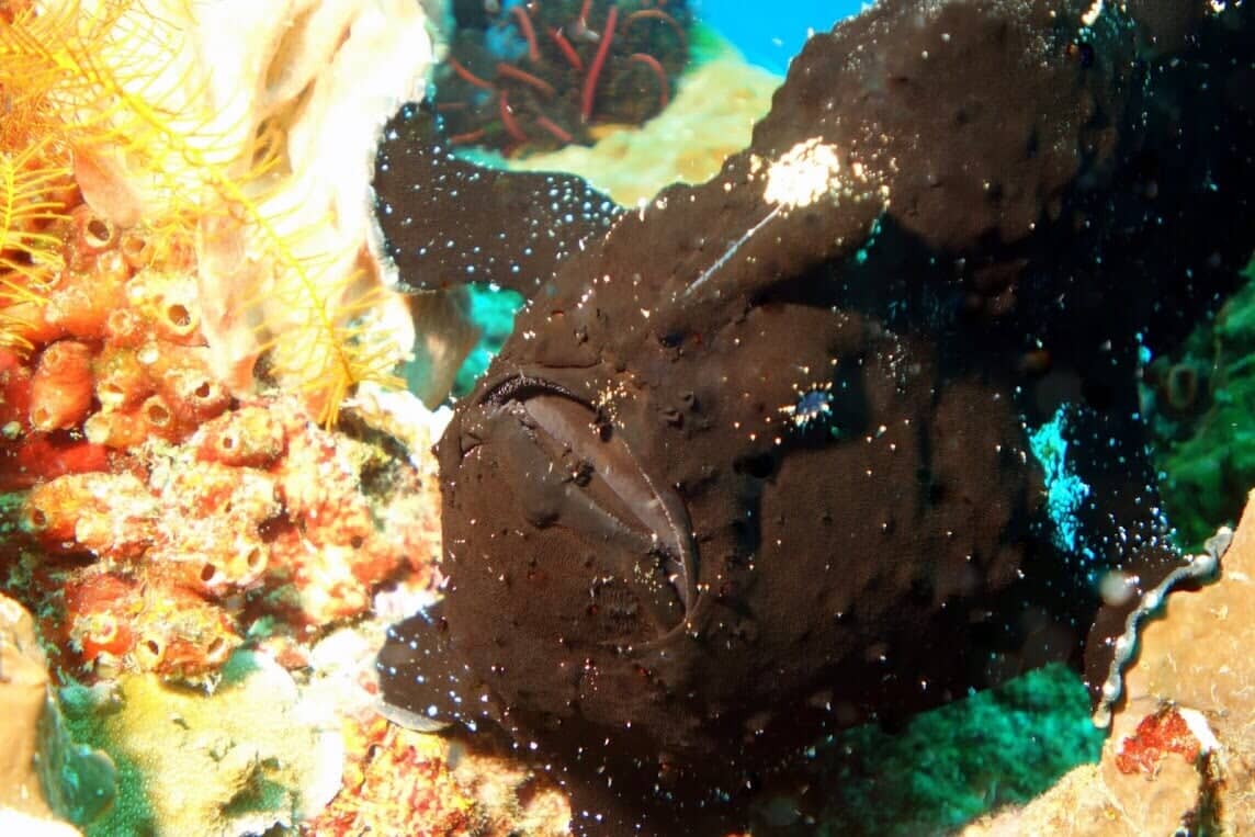 Exotic Fish - Scuba Diving Vacations