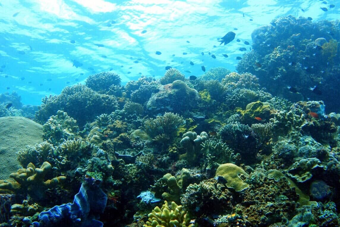 Coral Reefs — Scuba Diving Vacations in Colleyville, TX