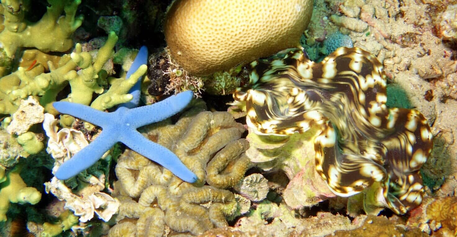 Starfish In Coral Reef - Scuba Diving Vacations in Colleyville, TX