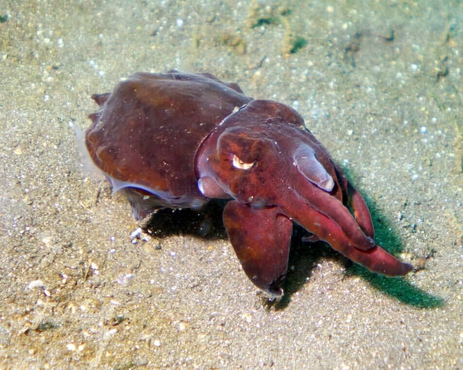 Rare Fish Species - Scuba Diving Vacations in Colleyville, TX