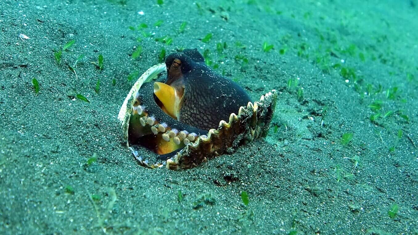 Sea Floor Fish - Scuba Diving Vacations in Colleyville, TX