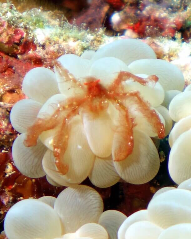 Rare Fish Species - Scuba Diving Vacations in Colleyville, TX