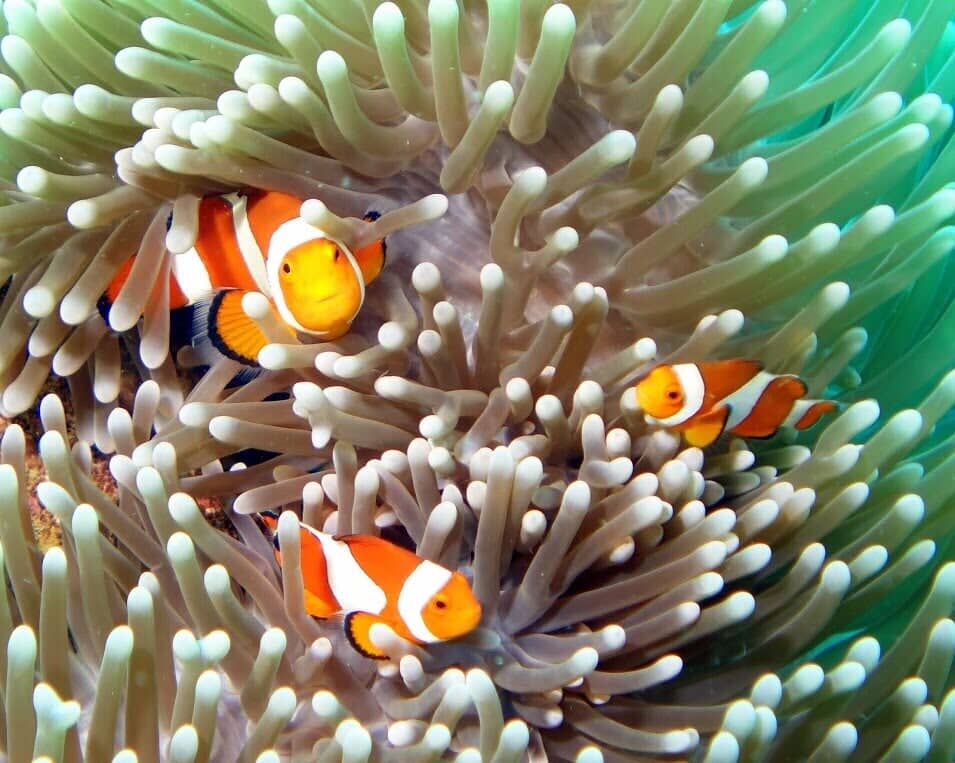 Fishes Underwater — Scuba Diving Vacations in Colleyville, TX