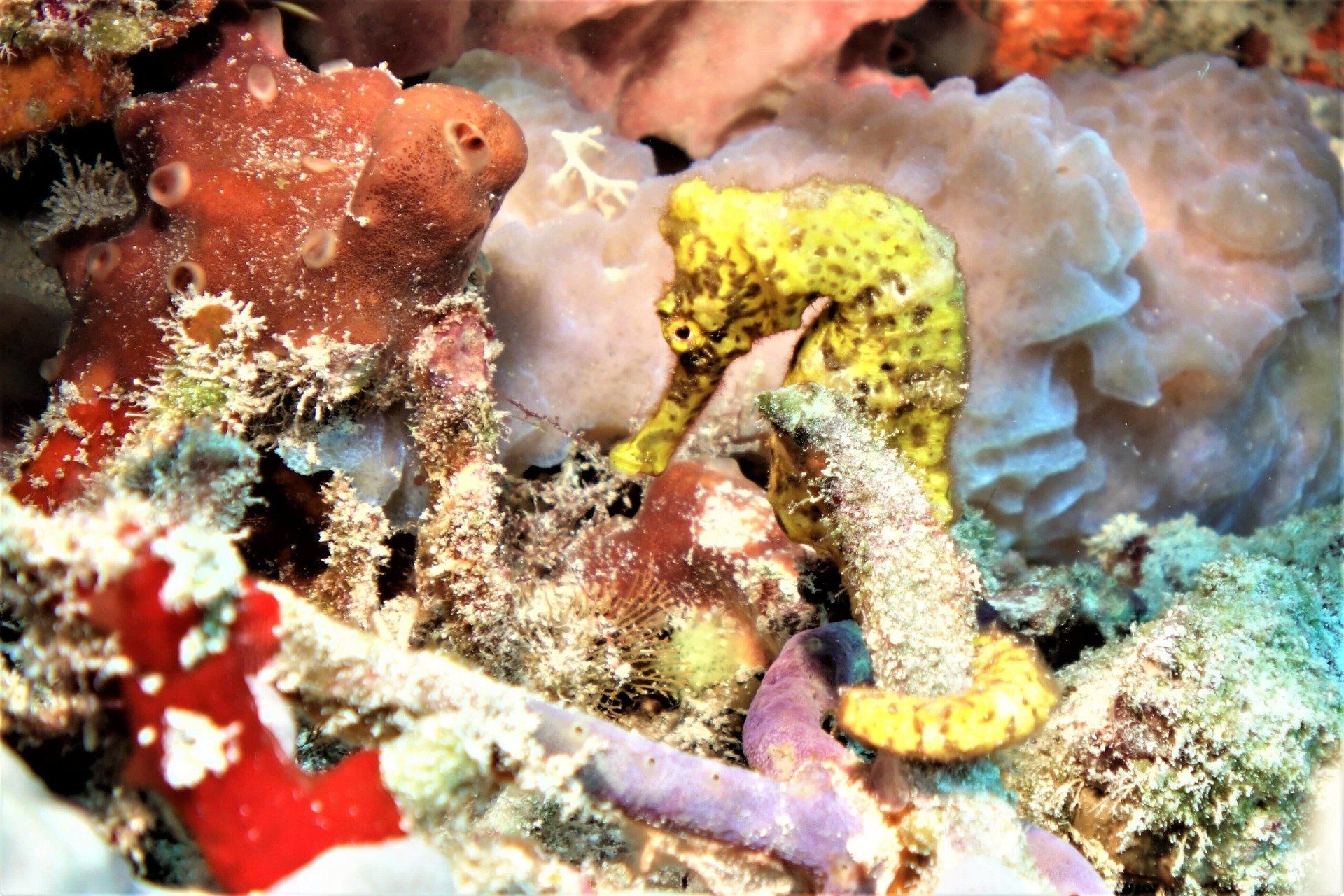 Seahorse and Coral Reef - Scuba Diving Vacations in Colleyville, TX
