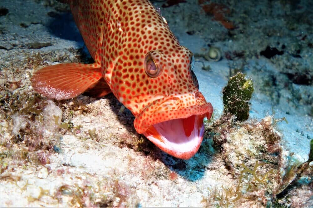 Exotic Fish - Scuba Diving Vacations in Colleyville, TX