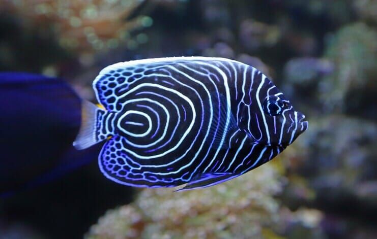 Juvenile Emperor Angelfish - Scuba Diving Vacations in Colleyville, TX