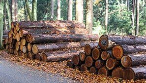 Lumberjacks — Tree Services in Indianapolis, IN Lumberjacks — Tree Services in Indianapolis, IN
