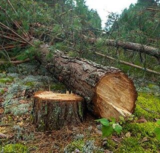 Huge tree trunk — Tree Services in Indianapolis, IN Huge tree trunk — Tree Services in Indianapolis, IN