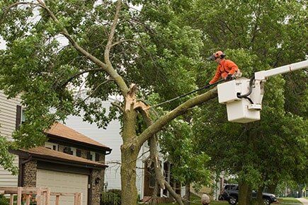 Removing Stump — Tree Services in Indianapolis, IN Removing Stump — Tree Services in Indianapolis, IN