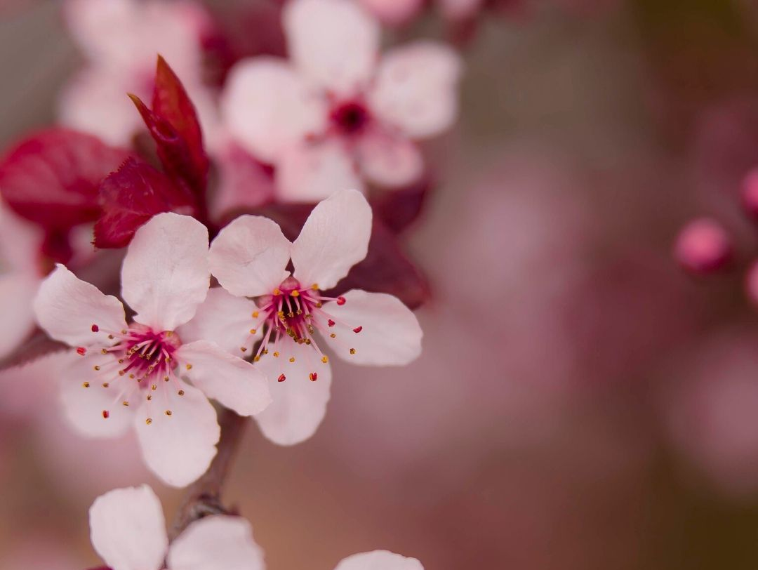 Pink cherry blossom flowers with red center on a blurred pink background.