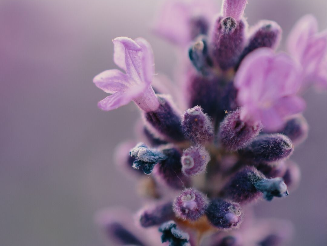 Close-up of lavender flowers, purple buds, and delicate blooms against a blurred background.