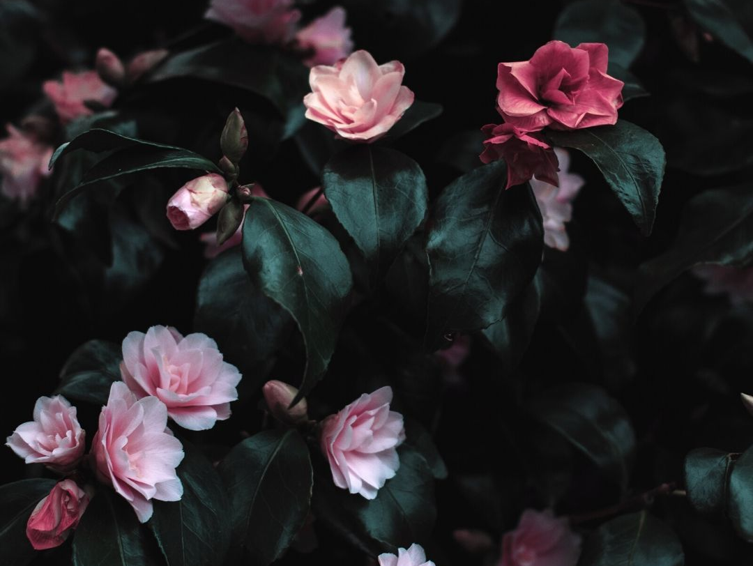 Pink and red camellia flowers blooming amidst dark green leaves.
