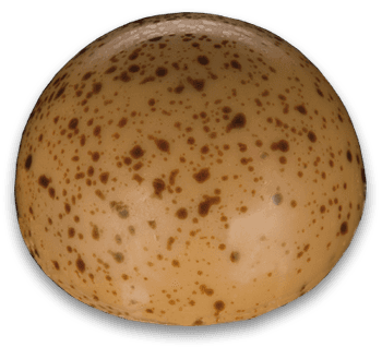 Ducley Praline