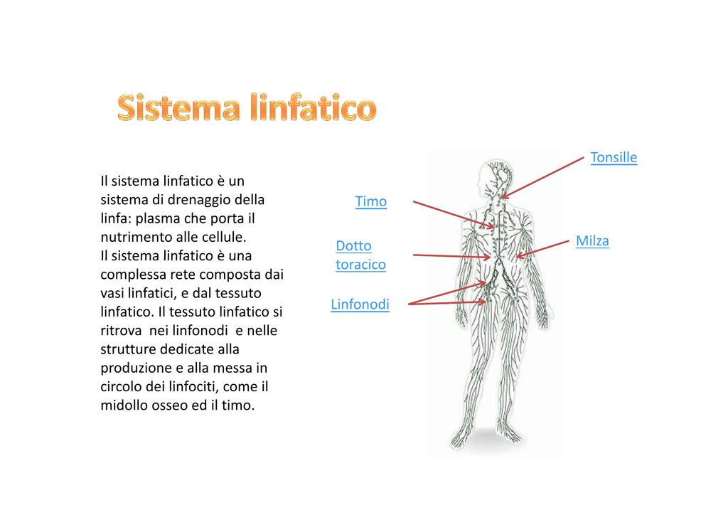 Uno schema del sistema linfatico del corpo umano