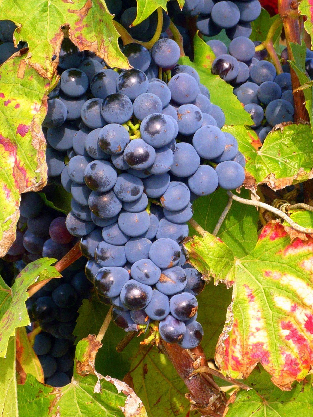 Lovely vineyards within easy reach