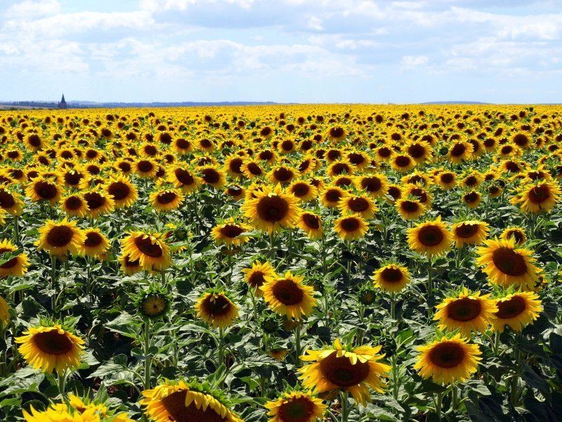 Sunflowers
