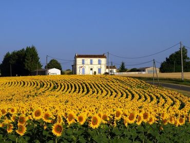 Beautiful countryside  and lovely sunflowers and vines.
