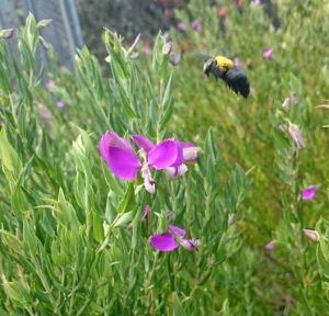 Purple Flower — Earthlife Products in Townsville, QLD